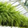 Boston Fern – 10″ Hanging Basket